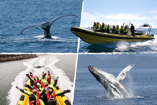 Whale Watching by RIB Speedboat from Downtown Reykjavik - From Old Harbour House to Harpa: the tour starts with downtown Reykjavik