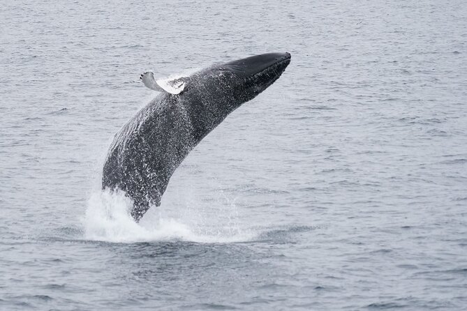 Whale Watching by RIB Speedboat from Downtown Reykjavik - What animals you can hope to see (and how encounters usually go)