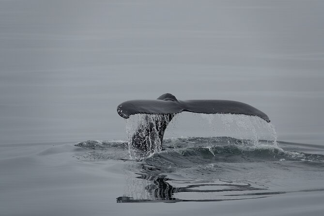 Whale Watching by RIB Speedboat from Downtown Reykjavik - Warm overalls and gloves: the real comfort strategy