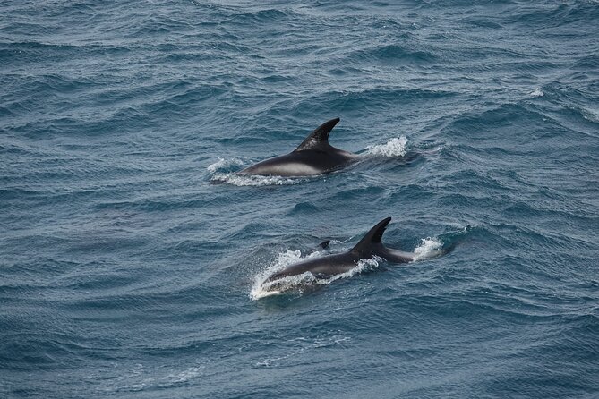Whale Watching by RIB Speedboat from Downtown Reykjavik - Price and value: is $145 worth a 2-hour RIB hunt?