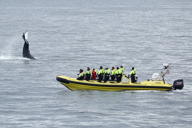 Whale Watching by RIB Speedboat from Downtown Reykjavik - What the RIB ride feels like (and why it might matter to you)