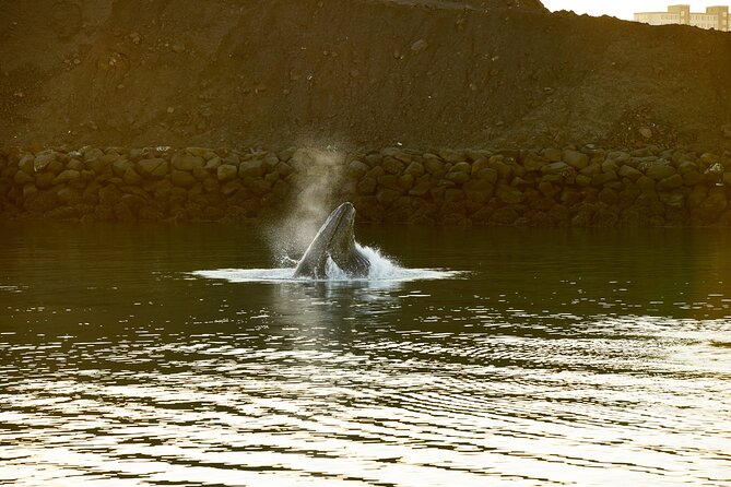 Whale Watching Cruise on a Yacht in Reykjavik - Onboard Comfort in Iceland Wind: Decks, Shelter, and Staying Ready