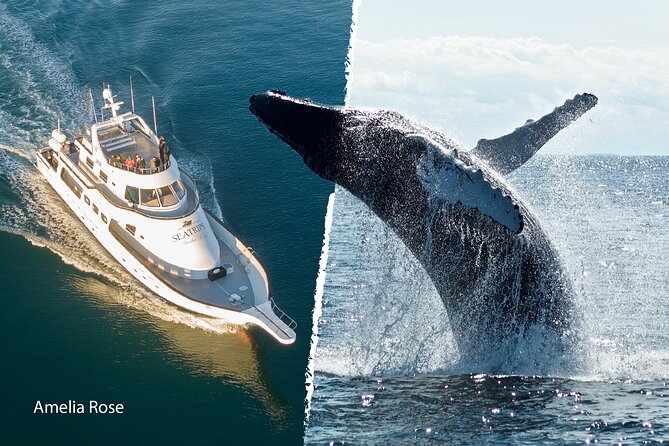 Whale Watching Cruise on a Yacht in Reykjavik - Price, Group Size, and When to Book in Reykjavik