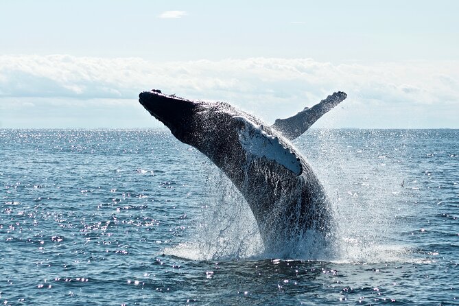Whale Watching Cruise on a Yacht in Reykjavik - Who This Yacht Cruise Is Best For (and Who Might Want a Different Boat)
