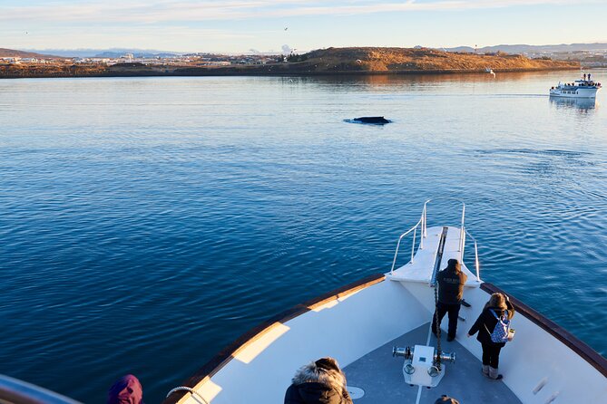 Whale Watching Cruise on a Yacht in Reykjavik - Following the Route: Old Harbour, Harpa, Faxaflói Bay, and the Islands You Pass