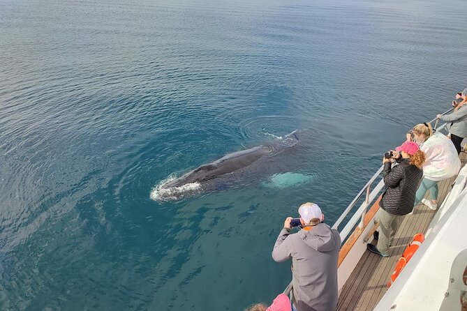 Whale Watching & Dolphin Yacht Cruise - Comfort at sea: blankets, warm areas, and a bar to reset