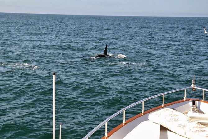 Whale Watching & Dolphin Yacht Cruise - Wi-Fi and live photo sharing: turn the moment into a post