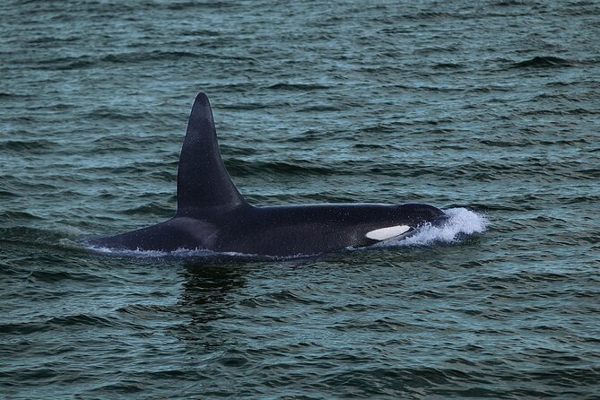 Whale Watching & Dolphin Yacht Cruise - If you don’t see whales: the free return safety net