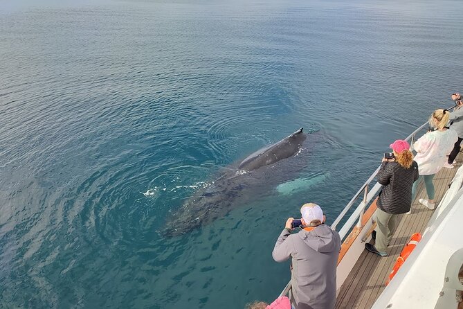 Whale Watching & Dolphin Yacht Cruise - Price and value: is $108.61 fair for Reykjavik?