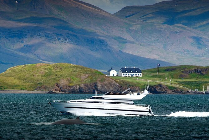 Whale Watching & Dolphin Yacht Cruise - Who this cruise is best for