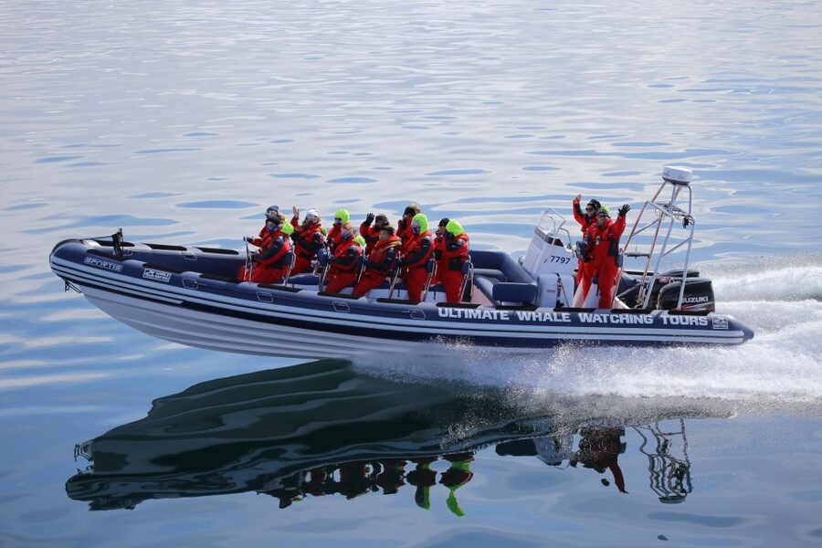 Whale Watching in Reykjavik by Speedboat - Quick Key Points Before You Book