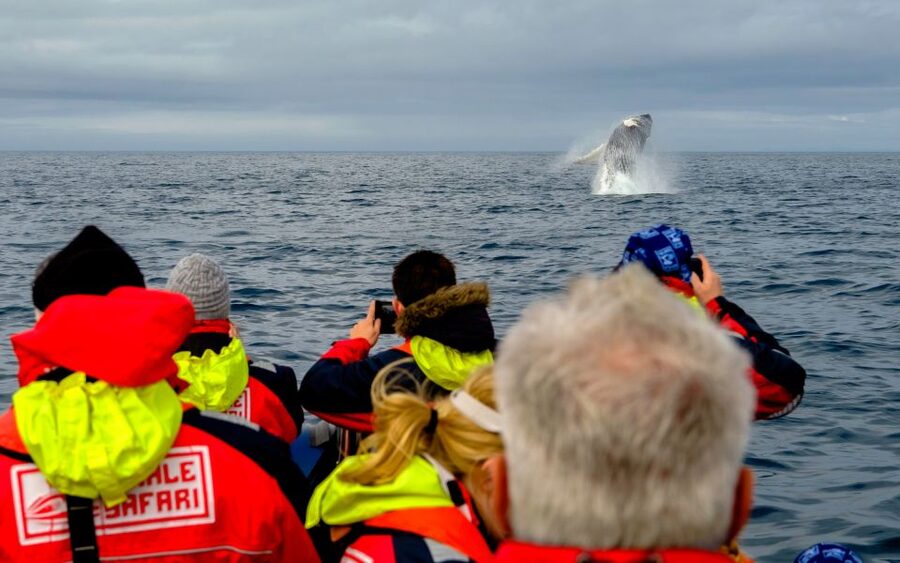 Whale Watching in Reykjavik by Speedboat - Should You Book This Speedboat Whale Watch?