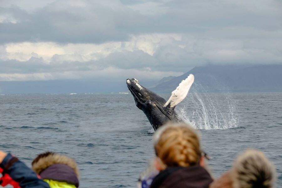 Whale Watching in Reykjavik by Speedboat - The Value Question: Is $200 Worth It?