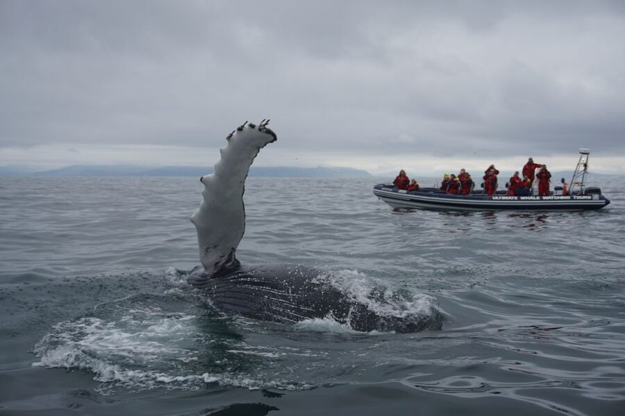 Whale Watching in Reykjavik by Speedboat - Who This Tour Fits Best (and Who Should Skip It)