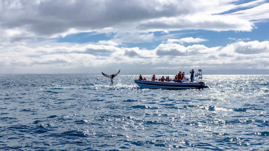 Whale Watching in Reykjavik by Speedboat - The Crew: Pro Captain + Wildlife Guide Energy