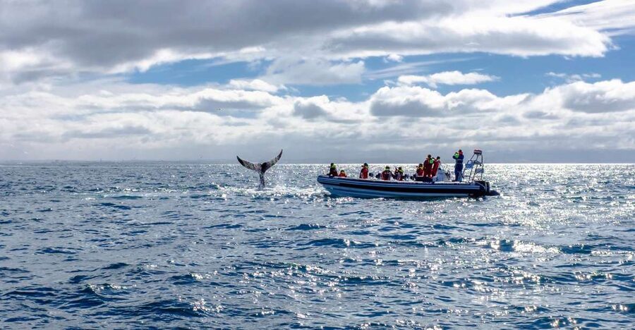 Whale Watching in Reykjavik by Speedboat - Rain, Wind, and Sea Conditions: The Real Iceland Factor