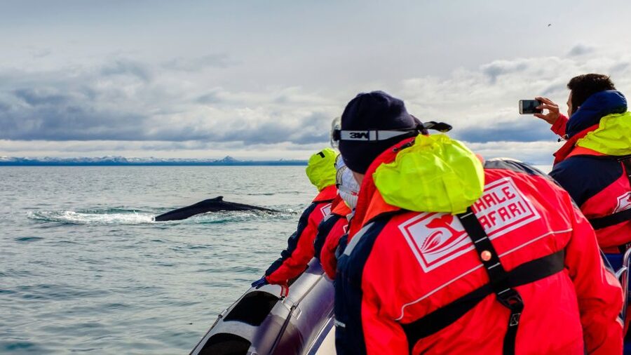 Whale Watching in Reykjavik by Speedboat - Meeting at Reykjavik Old Harbour and Getting Kitted Up