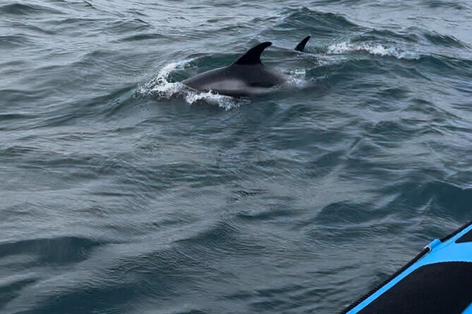 Whale Watching - RIB Boat Adventure in Kopavogur, Iceland - Nauthólsvík stop: golden sand, sea views, and harðfiskur