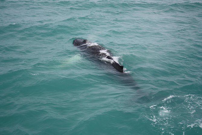 Whale Watching Tour with Professional Guide from Reykjavik - The guide experience: commentary, humor, and real whale know-how