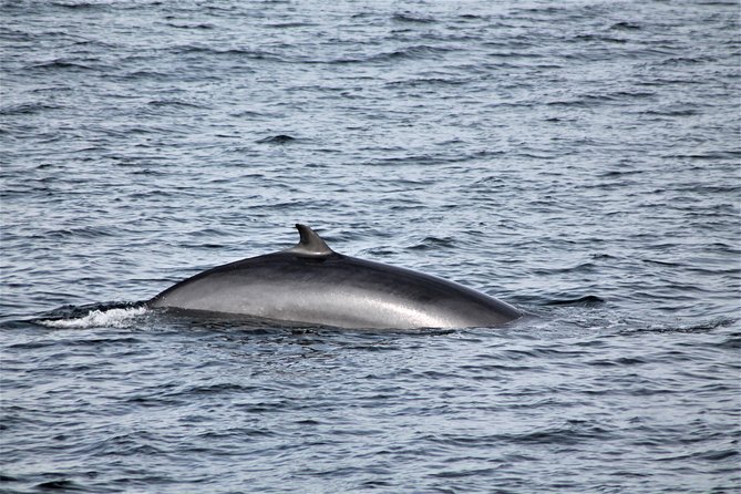 Whale Watching Tour with Professional Guide from Reykjavik - Harpa, Mount Esja, and Snæfellsnes when the sky cooperates