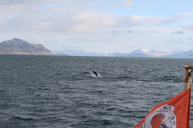 Whale Wonders Morning Expedition from Reykjavík - Key Highlights You’ll Feel Right Away