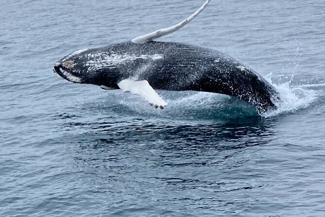 Whale Wonders Morning Expedition from Reykjavík - The 3.5-Hour Morning Cruise: What It’s Like in Real Time