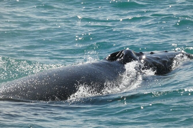 Whale Wonders Morning Expedition from Reykjavík - Heated Cabins, Flotation Overalls, and Free Motion Sickness Help