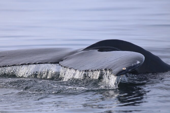 Whale Wonders Morning Expedition from Reykjavík - Spotting Whales and Dolphins: How to Improve Your Odds