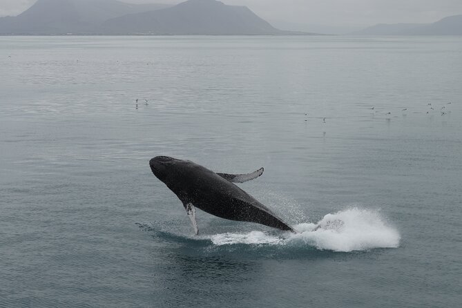 Whale Wonders Morning Expedition from Reykjavík - Deck Space, Wi‑Fi, and Getting Drinks Without Missing the Action