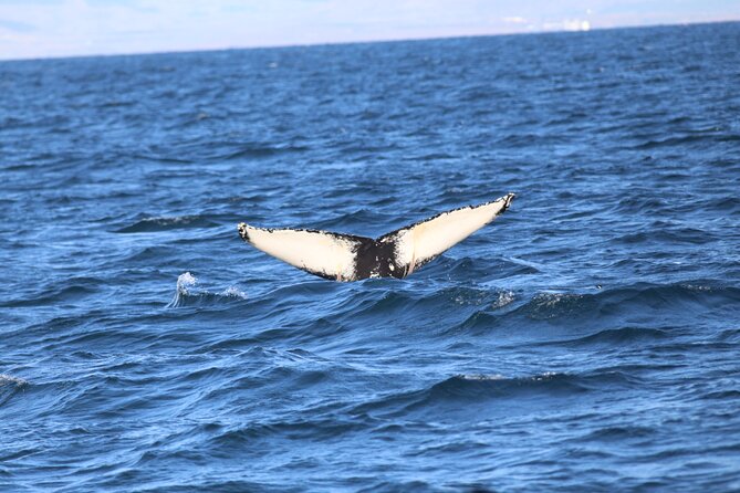 Whale Wonders Morning Expedition from Reykjavík - Price and Value: Is $97 Worth It?