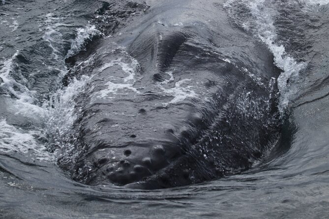 Whale Wonders Morning Expedition from Reykjavík - Faxafloi Bay: The One Stop That Matters