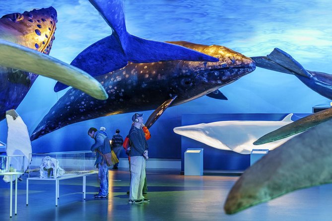 Whales Of Iceland Admission Ticket - Fin Whale Theatre: Documentary Screenings You Should Time Into Your Visit