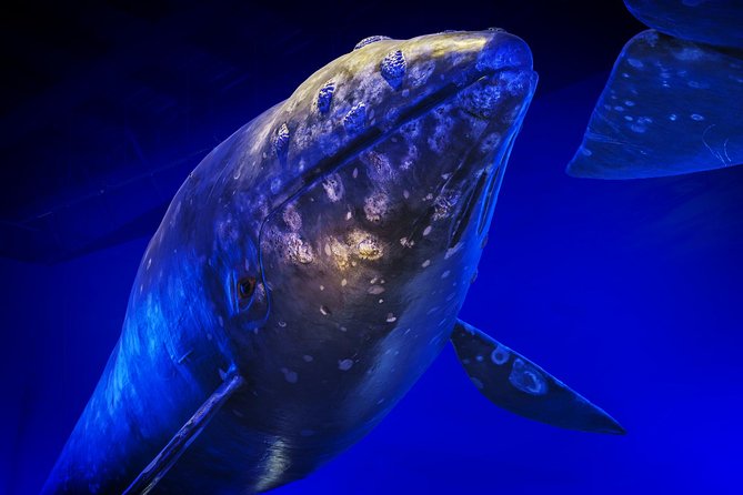Whales Of Iceland Admission Ticket - Audio Guide Tips: Make the Most of the 17 Languages