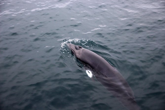 Whales of Iceland from Land and Sea - The onboard “learning while watching” advantage