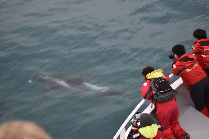 Winter Whale Watching and Northern Lights Cruise from Reykjavik - Key points that matter before you go
