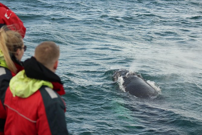Winter Whale Watching and Northern Lights Cruise from Reykjavik - Classic Whale Watching: what you’re looking for on the water