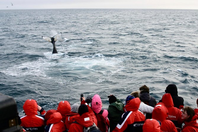 Winter Whale Watching and Northern Lights Cruise from Reykjavik - Northern Lights Cruise by boat: how night hunting feels different at sea