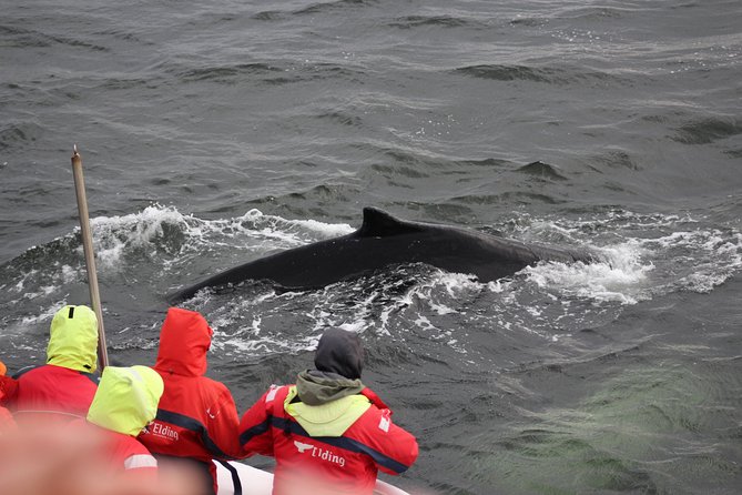 Winter Whale Watching and Northern Lights Cruise from Reykjavik - What to wear and how to stay comfortable without overthinking it