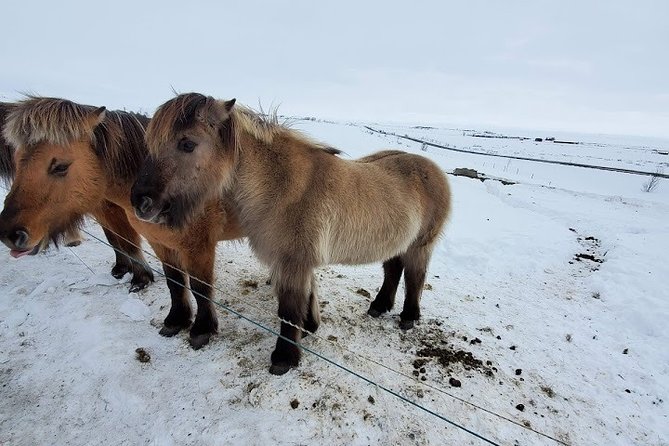 Your private golden circle tour with a personal guide - Friðheimar and Efstidalur: quick stops that can add real flavor